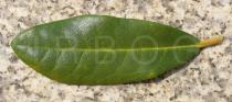 Rhododendron x caucasicum - Upper surface of leaf - Click to enlarge!